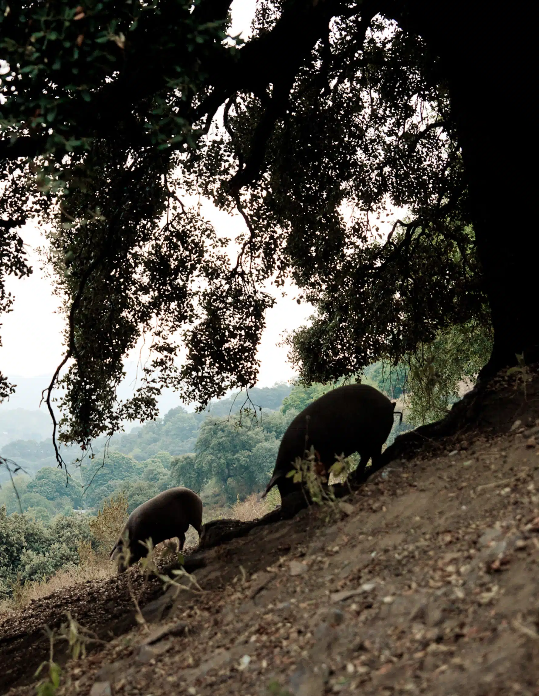 Paisaje natural de la Serranía de Ronda, origen de los ibéricos Dehesa Monteros